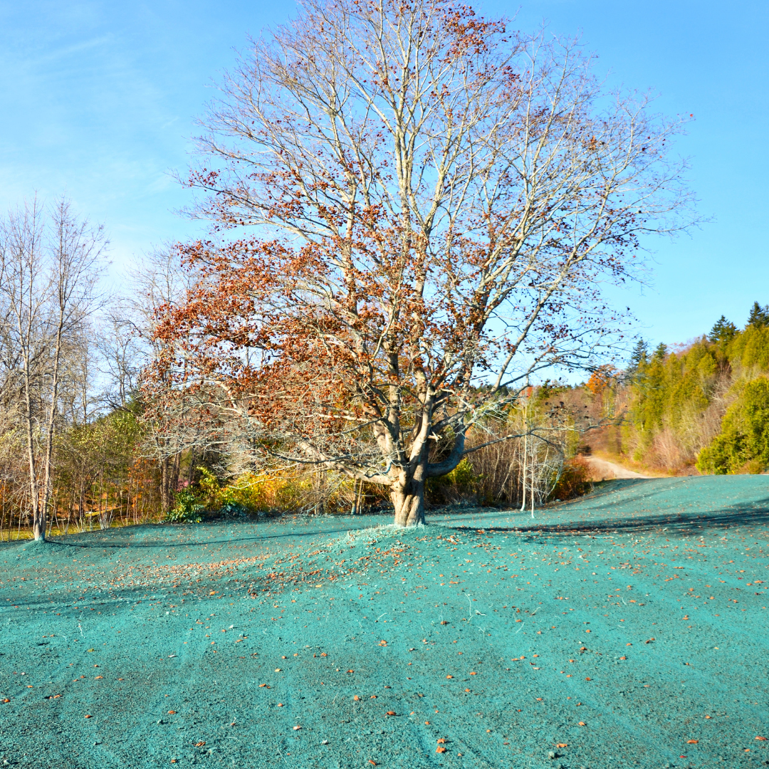 Hydroseeding in Stuart, Iowa -- teal mulch applied to hillside by Schwinger Lawn Service