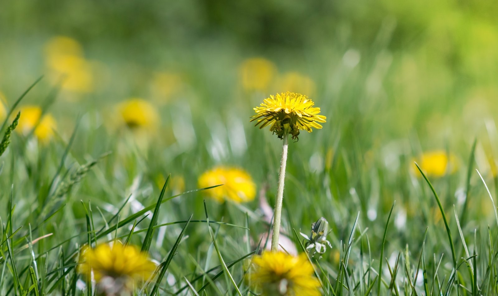 Dandelion weeds in lawn -- Schwinger Lawn Service weed control in Stuart, Iowa