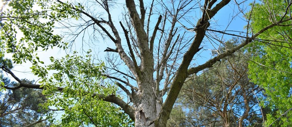 Dead ash tree removal -- emerald ash borer damage