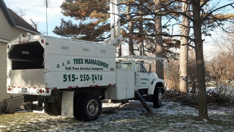 Tree removal service in Winterset, Iowa