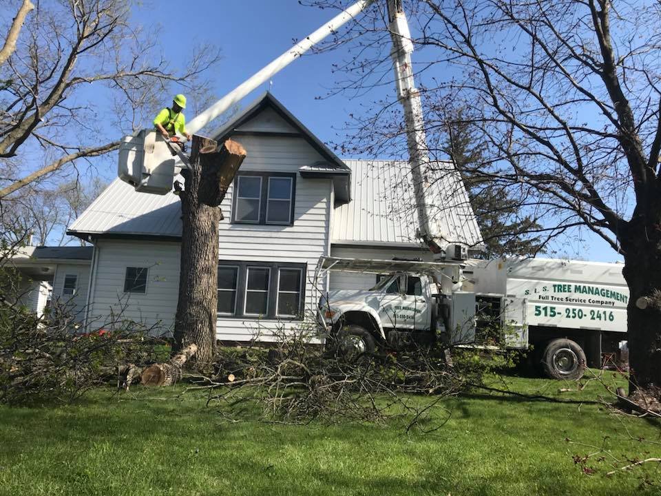 Trees in Stuart, Iowa -- Schwinger Lawn Service tree care